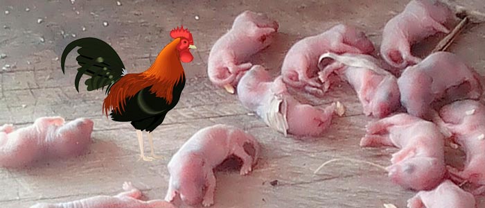 Khasiat Pemberian Anak Tikus Sebagai Pakan Pengganti Sabung Ayam Bangkok