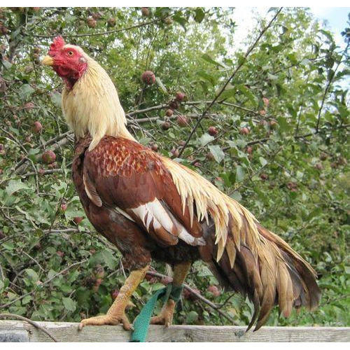 Kelebihan Dan Gaya Bertarung Ayam Aseel Jagoan Tua di Arena Sabung Ayam yang menjadi salah satu ayam petarung yang dianggap oleh pecinta tarung ayam sebagai jenis ayam aduan paling tua sedunia