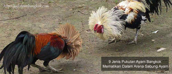 Pukulan Ayam Bangkok Mematikan