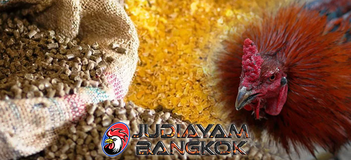 Racikan Pakan Ayam Bangkok