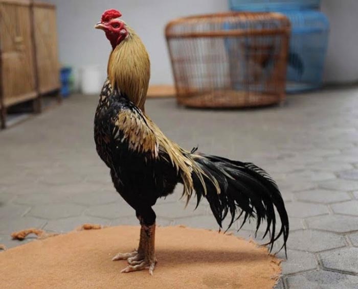 Ciri dan Kelebihan Ayam Pama Rambong di Arena Sabung Ayam